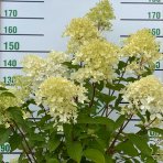 Hortenzia metlinatá (Hydrangea paniculata) ´LIMELIGHT´- výška 110-140 cm, kont. C12L - NA KMIENKU (34°C) - okrasný kvetináč